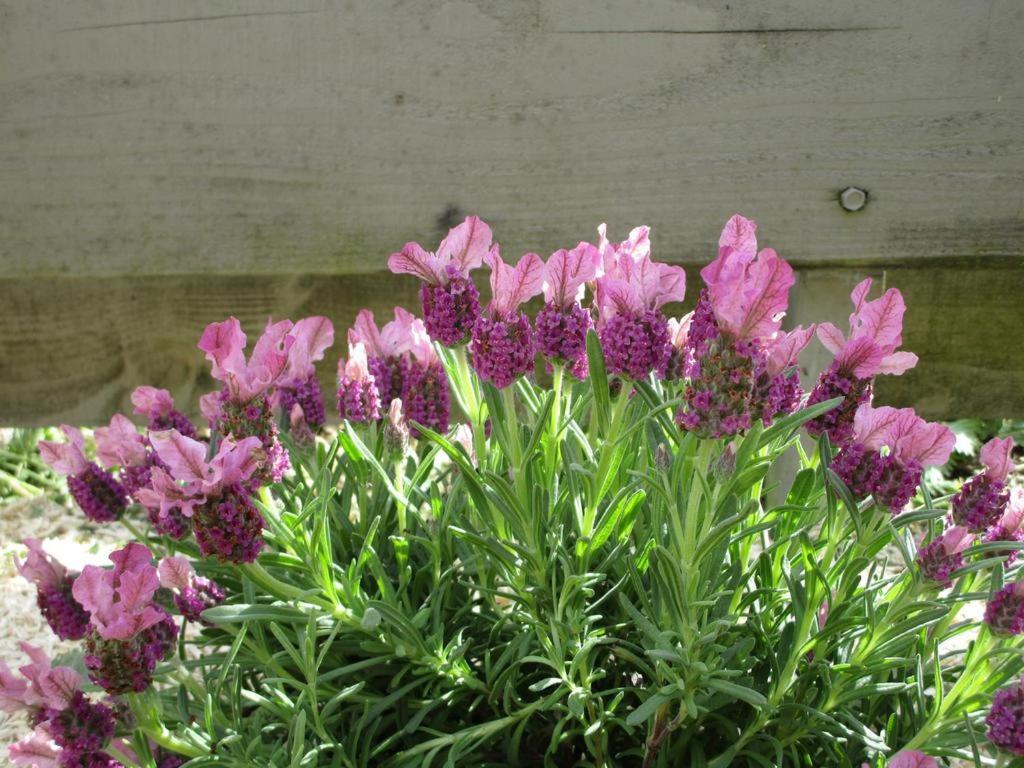 Un Figuier Dans Notre Jardin Vila Beaune-la-Rolande Quarto foto