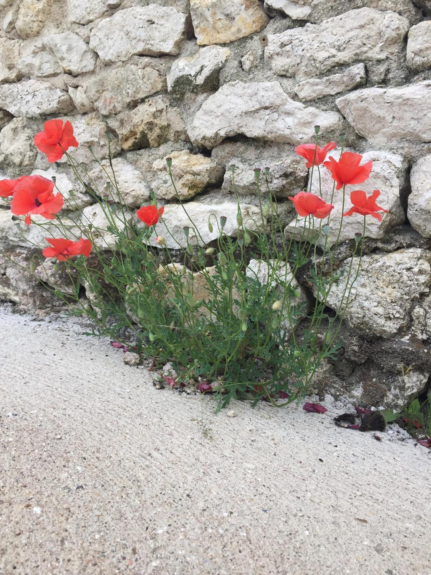 Un Figuier Dans Notre Jardin Vila Beaune-la-Rolande Quarto foto