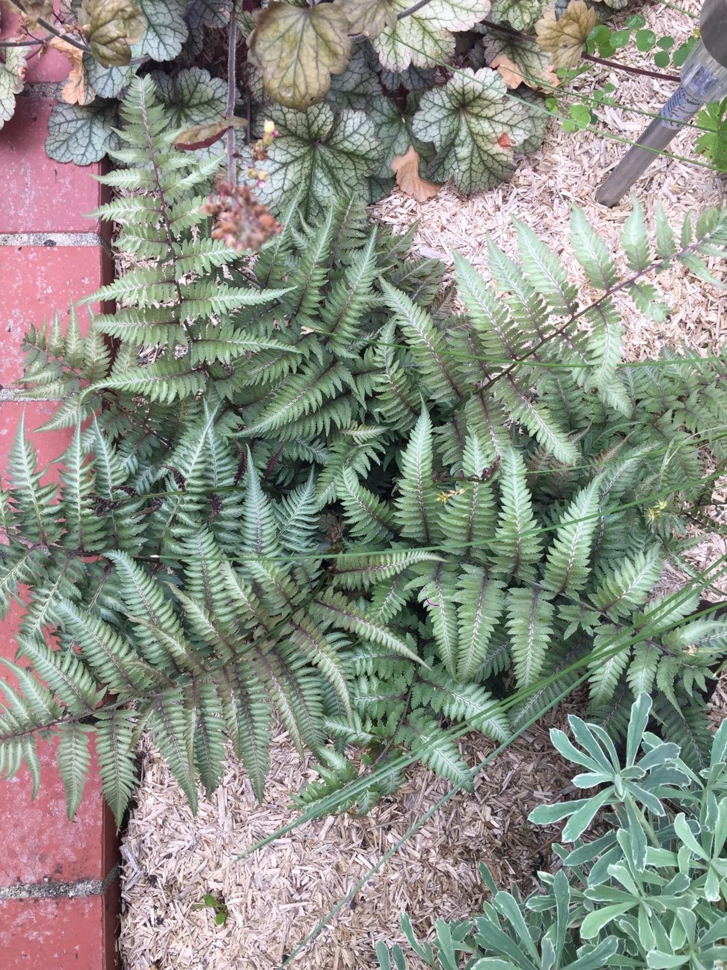 Un Figuier Dans Notre Jardin Vila Beaune-la-Rolande Exterior foto