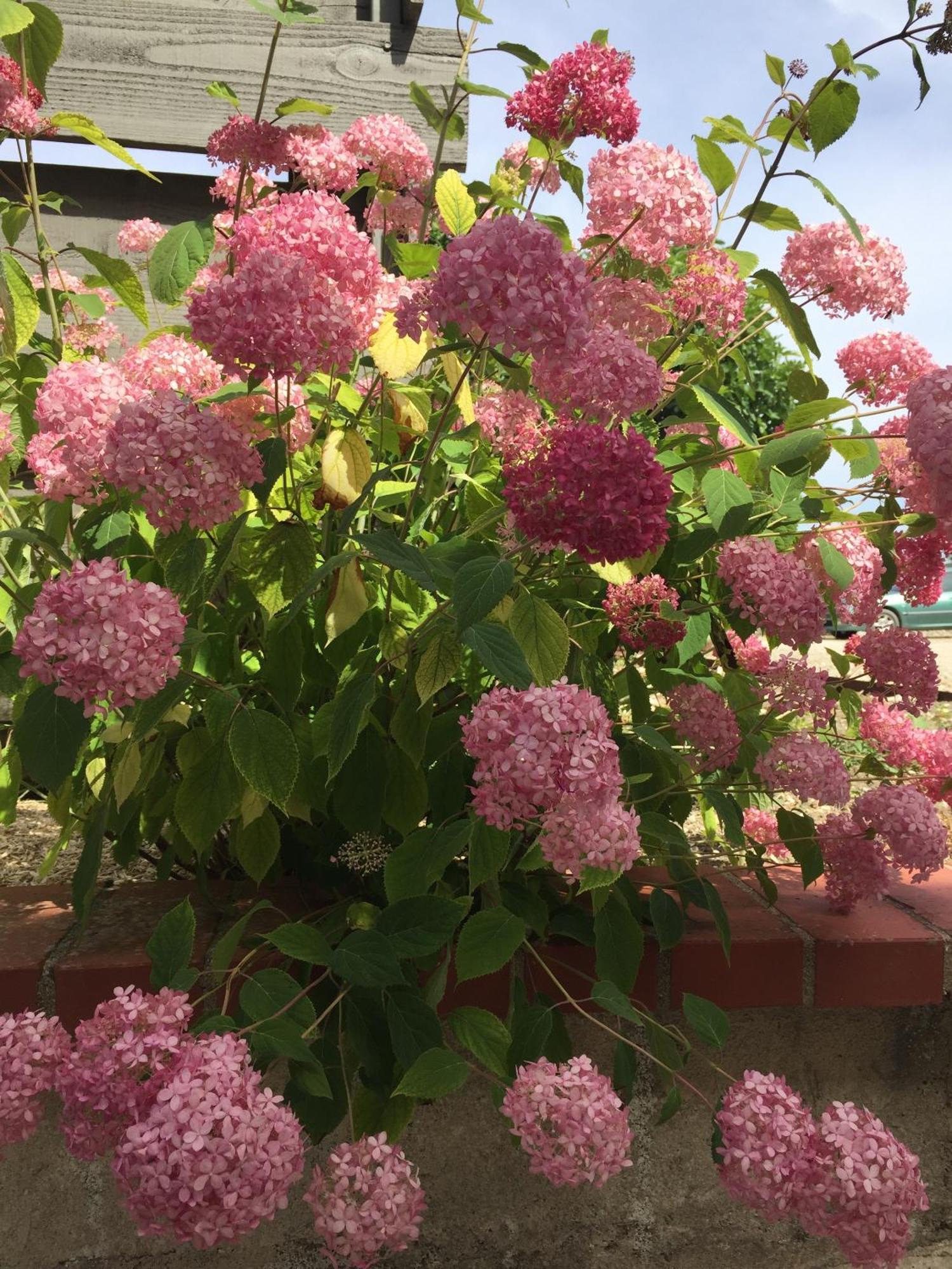 Un Figuier Dans Notre Jardin Vila Beaune-la-Rolande Quarto foto